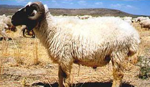 Raising sheep and goats