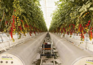 Experts: The UAE is able to achieve sustainable agriculture by employing technology